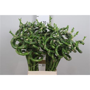 Drac Lucky Bamboo 070cm