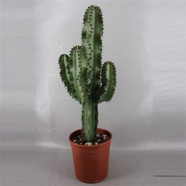 <h4>1828I Euphorbia ingens 19 cm</h4>