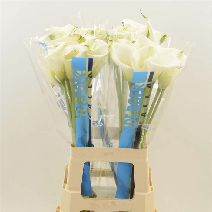 <h4>Calla Ventura</h4>