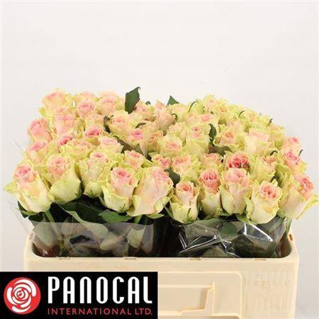 <h4>R Gr Top Gear!</h4>