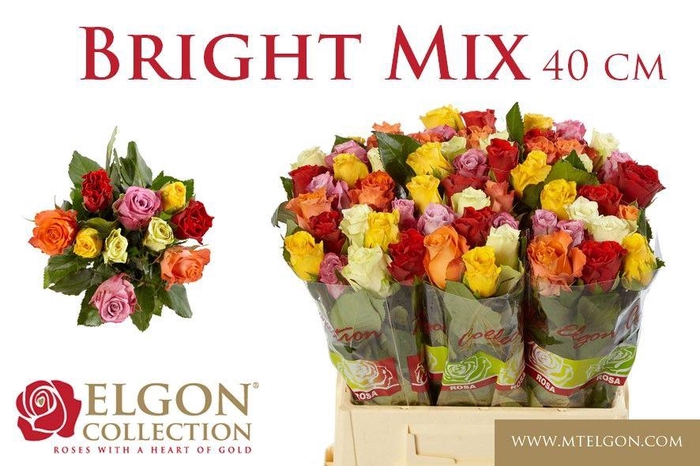 <h4>R GR GEM IN BOS</h4>