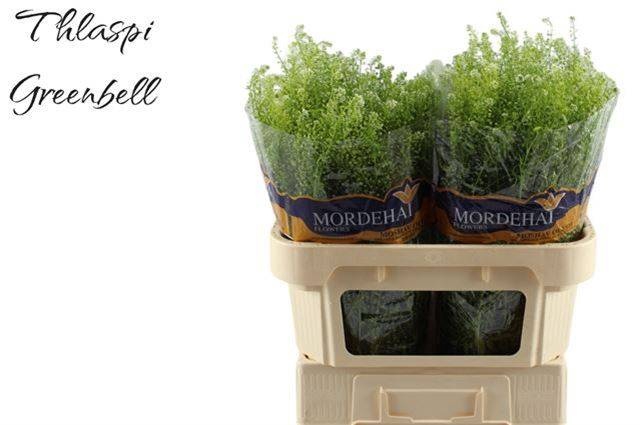 <h4>Thlaspi Green Bell Mordehai</h4>