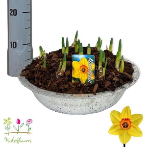 ARR NARCISSUS