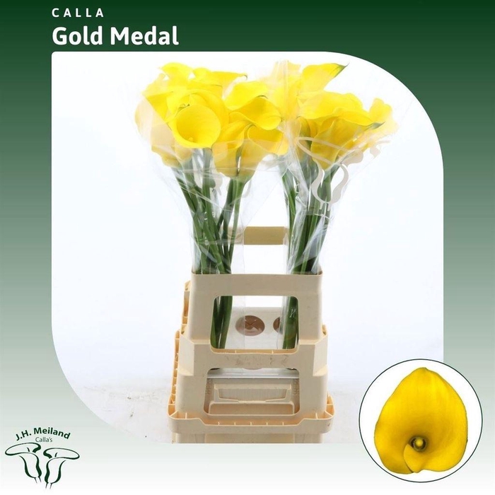 <h4>Zantedeschia gold medal</h4>