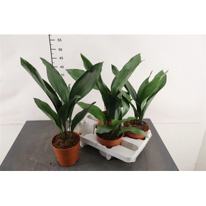 Aspidistra 14 Cm. P. Elatior