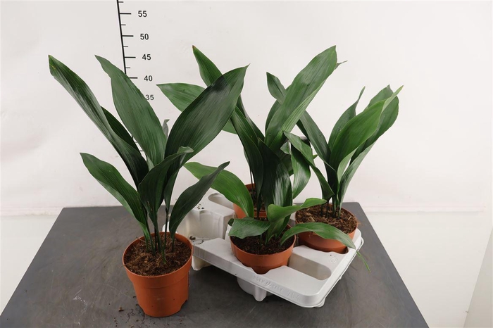 <h4>Aspidistra 14 Cm. P. Elatior</h4>