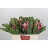 Protea Empress