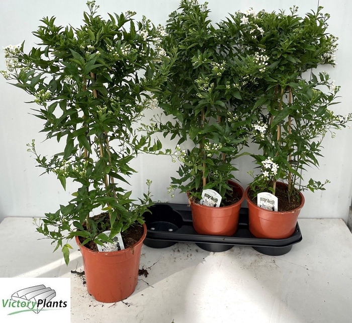 <h4>SOLANUM JASMINOIDES</h4>