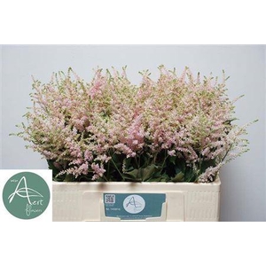 Astil Ja Europa 55cm