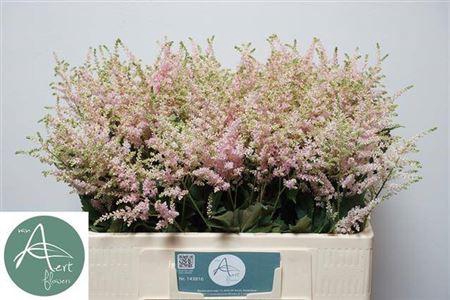 <h4>Astil Ja Europa 55cm</h4>