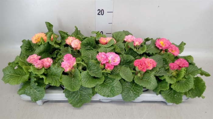 <h4>Primula ac. 'Elodie'</h4>