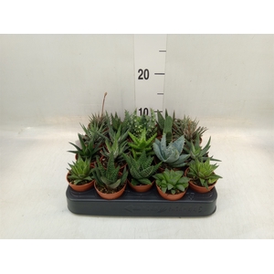 Aloe   ...mix