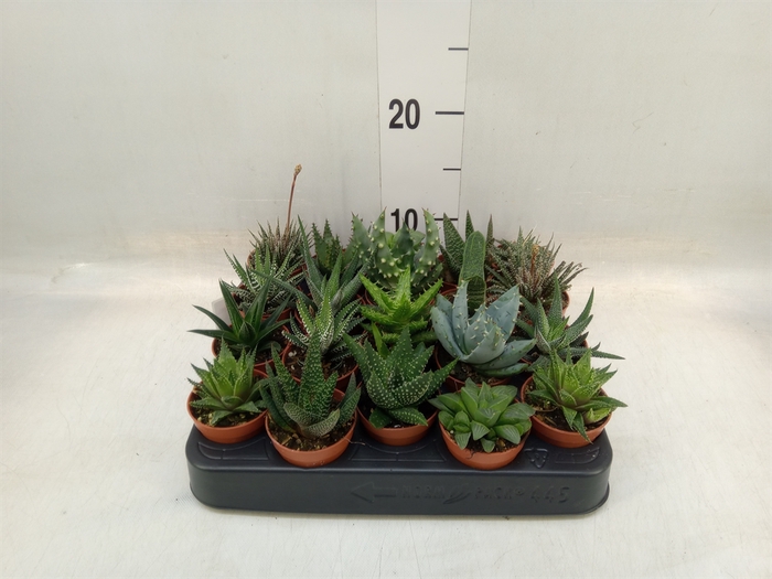 <h4>Aloe   ...mix</h4>