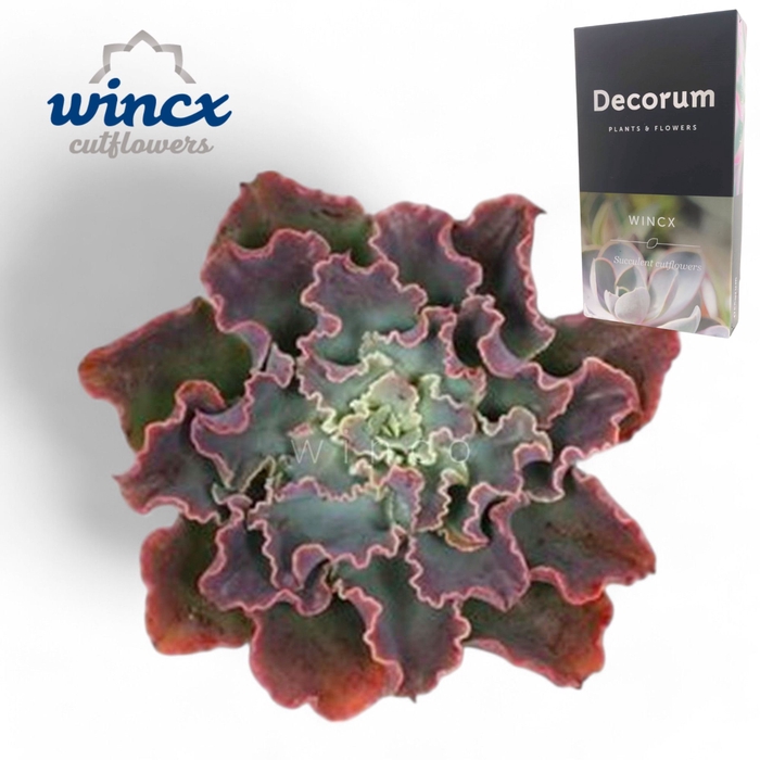 <h4>Echeveria Shaviana Pink Cutflower Wincx-10cm</h4>