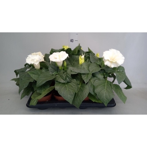 Datura   ...