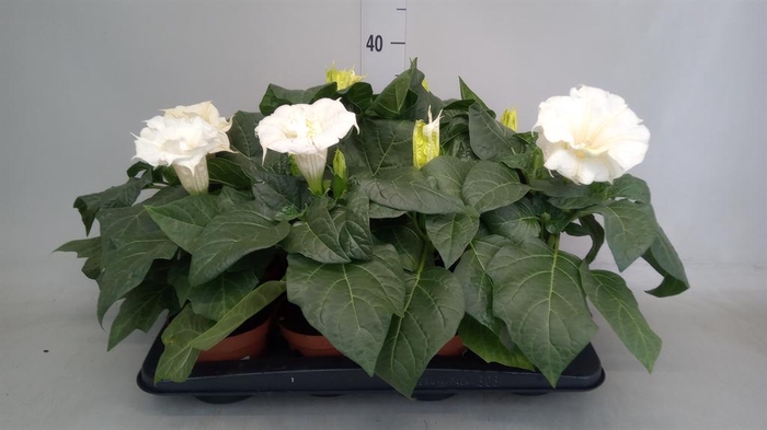 <h4>Datura   ...</h4>