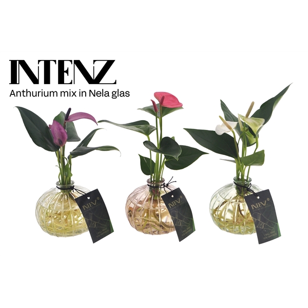 <h4>Anthurium mix in Nela 3 kleuren - levertijd: 24 uur</h4>