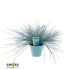 Festuca glauca Intense Blue®