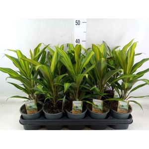 Cordyline fruti. 'Kiwi'