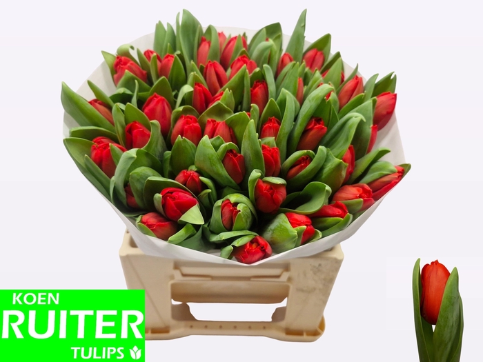 <h4>TU EN ESCAPE</h4>