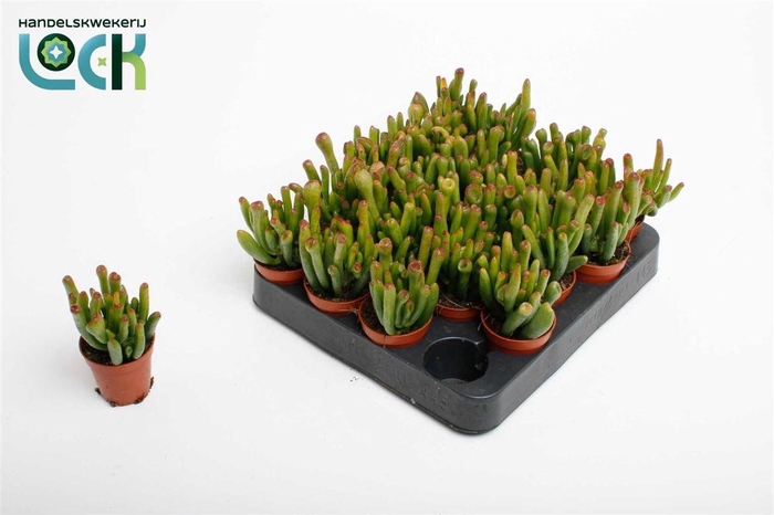 <h4>Crassula ovata 'Horn Tree'</h4>