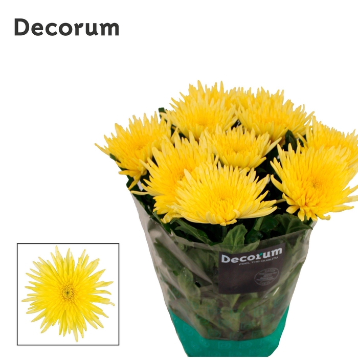 <h4>Chr G Topspin Yellow VBA</h4>