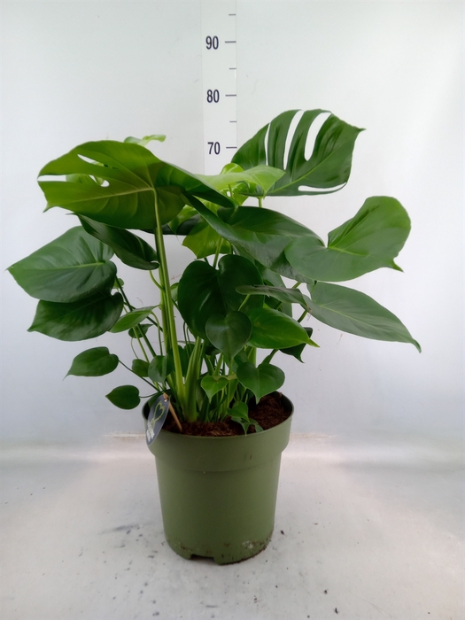 <h4>Monstera delic.</h4>