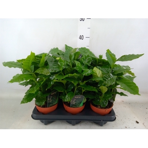 Coffea arabica