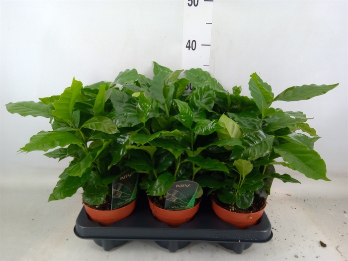 <h4>Coffea arabica</h4>