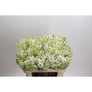 Lilac Vulg Madame Florent Stepman