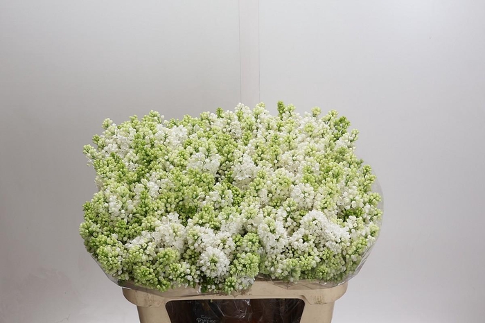 <h4>Lilac Vulg Madame Florent Stepman</h4>