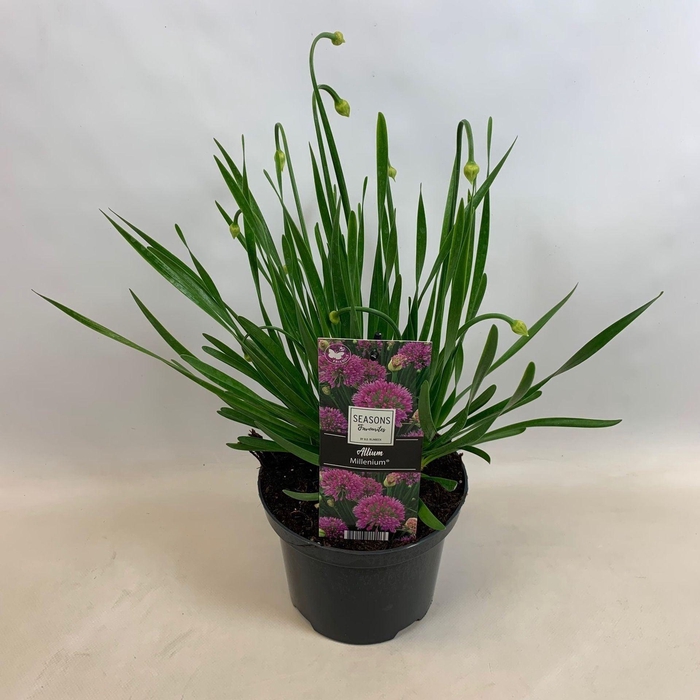 <h4>Allium</h4>
