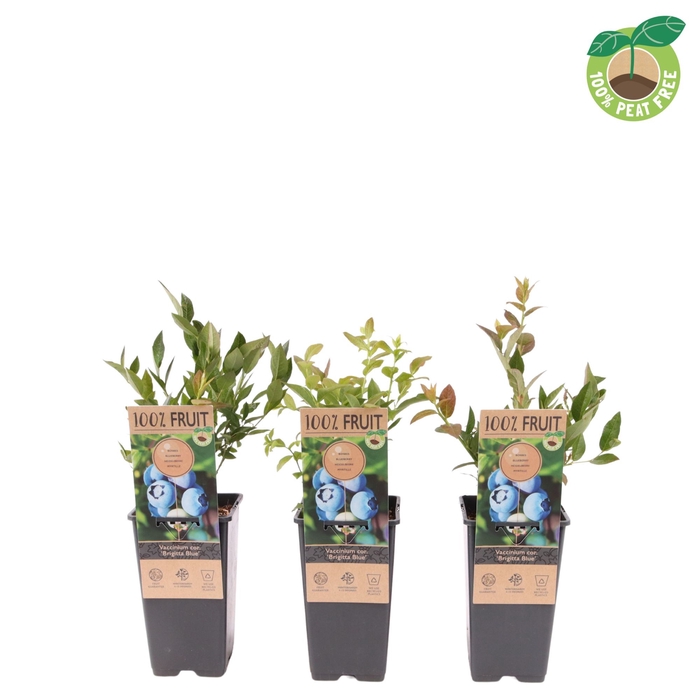 <h4>Vaccinium Co Brigitta Blue</h4>