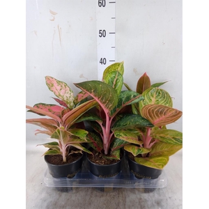 Aglaonema   ...