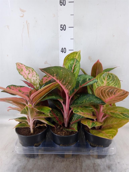 <h4>Aglaonema ...</h4>