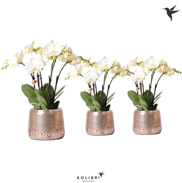 <h4>Kolibri Orchids Phalaenopsis Jewel Ghent 4spike in groove silver</h4>