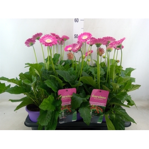 Gerbera  'Garvinea Classic Femmy'