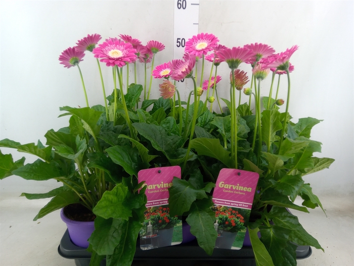 <h4>Gerbera  'Garvinea Classic Femmy'</h4>