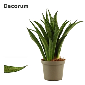 Sansevieria Lilliput 9 cm (Decorum)