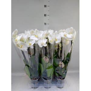 Phalaenopsis  'Elegant Cascade'