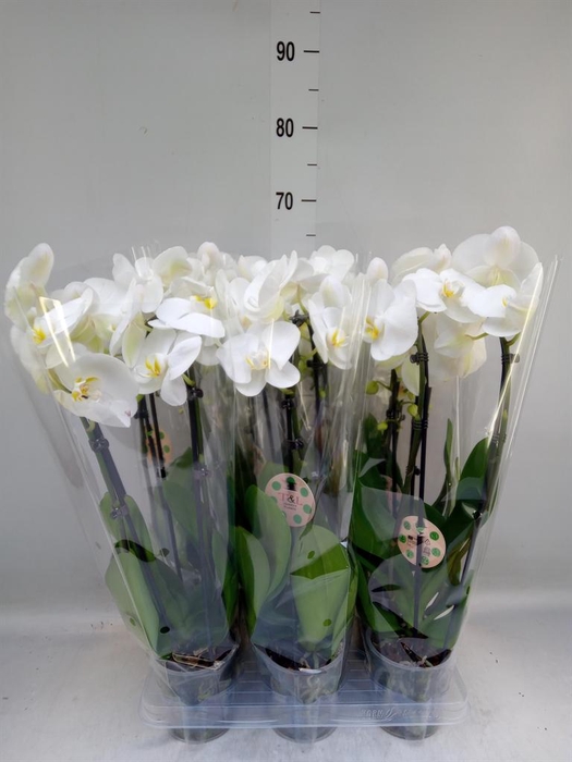 <h4>Phalaenopsis  'Elegant Cascade'</h4>