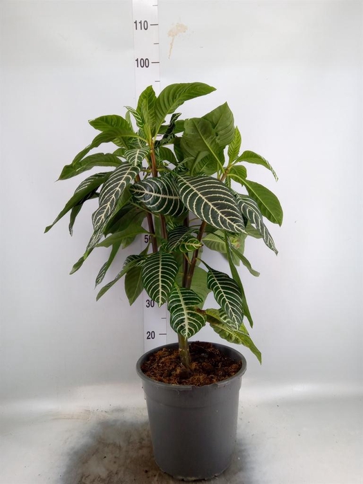 <h4>Aphelandra squar. 'Dania'</h4>