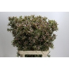 Leucadendron Ayoba Star Pearl