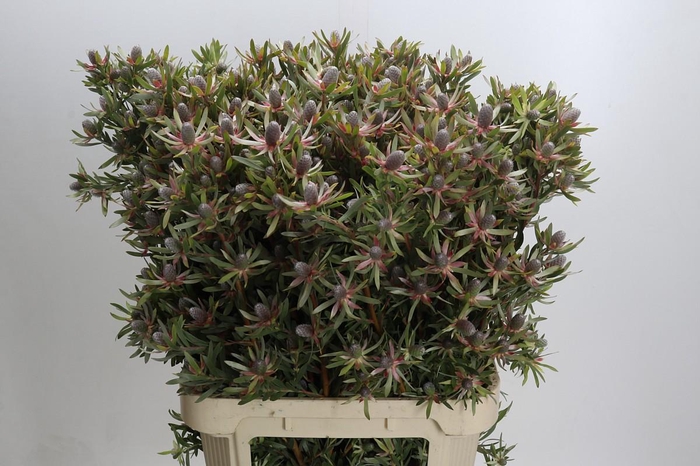 <h4>Leucadendron Ayoba Star Pearl</h4>