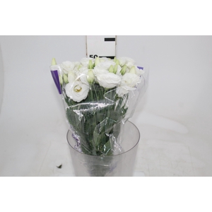 L. ACE WHITE 050 CM MIN 500 GRAMAS BRANCO