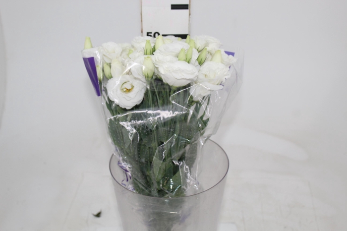 <h4>L. ACE WHITE 050 CM MIN 500 GRAMAS BRANCO</h4>