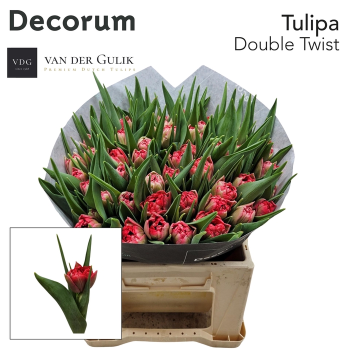 <h4>TU DU DOUBLE TWIST twist 50 VDG klok 1</h4>