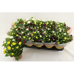 CHRYS GEM IN POT