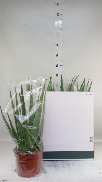 <h4>Aloe vera</h4>