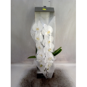 Phalaenopsis   ...white